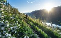 Olav Bleie frå Alde går langs blomstrane frukttre med morgonsol og fjorden i bakgrunnen.