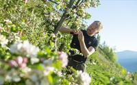 Olav Bleie frå Alde jobbar med blomstrane epleblomar på frukttre.