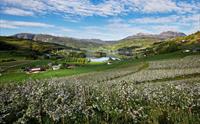 Panoramautsikt over blomstrande frukthagar og fjordlandskapet i Ulvik.