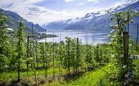 Frukthage ved Hardangerfjorden