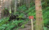 Historiske skilt plassert langs stien i skogen