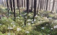 Guidet fjelltur i Bergen inkludert lunsj